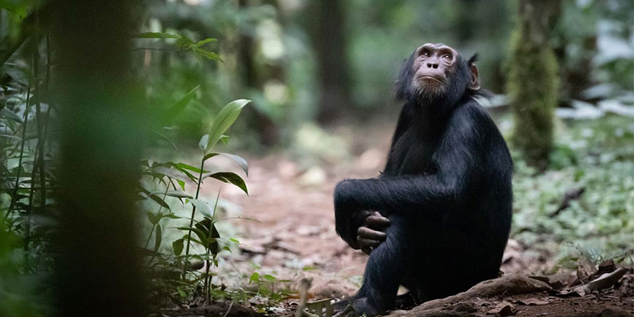 Chimpanzee Tracking (Kyambura Gorge and Kalinzu Forest)