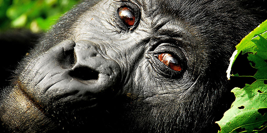 Gorilla Tracking (Bwindi Impenetrable Forest)